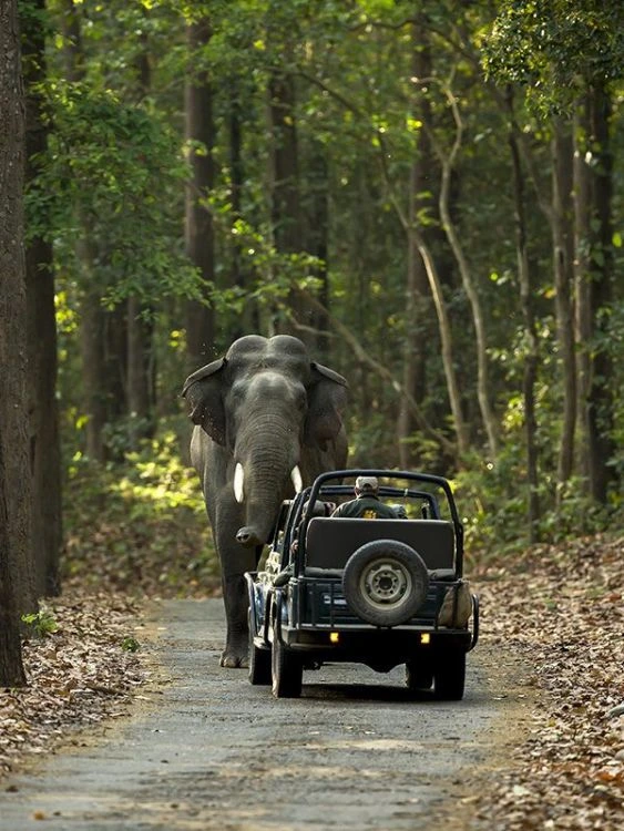 Jim Corbett tour package
