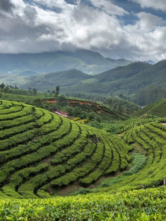 Kerala tour package Munnar Alleppey