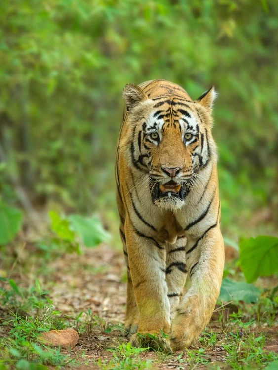 Nainital Jim Corbett tour package